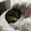 Pfoten&Nasen™Comfy Bear Paw Dog Bed